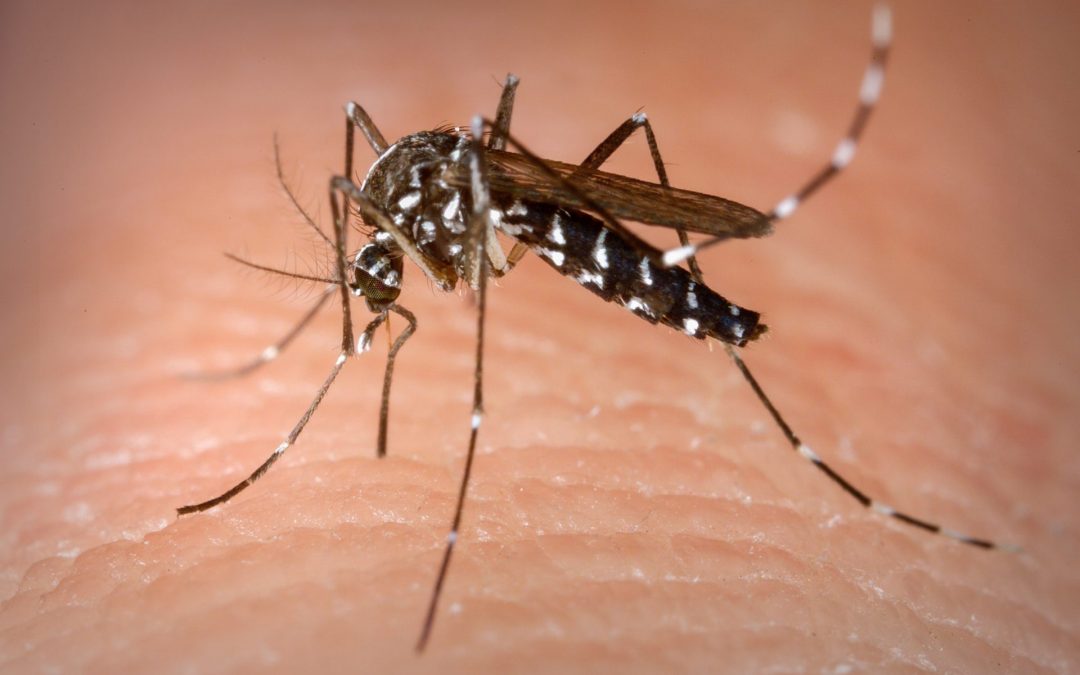 Dengue, Zika ou Chikungunya
